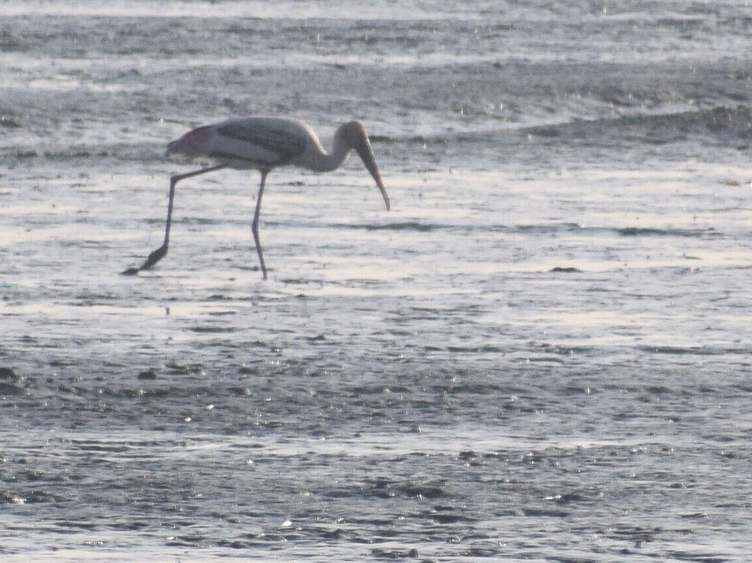 Sewri Jetty-孟买必去景点