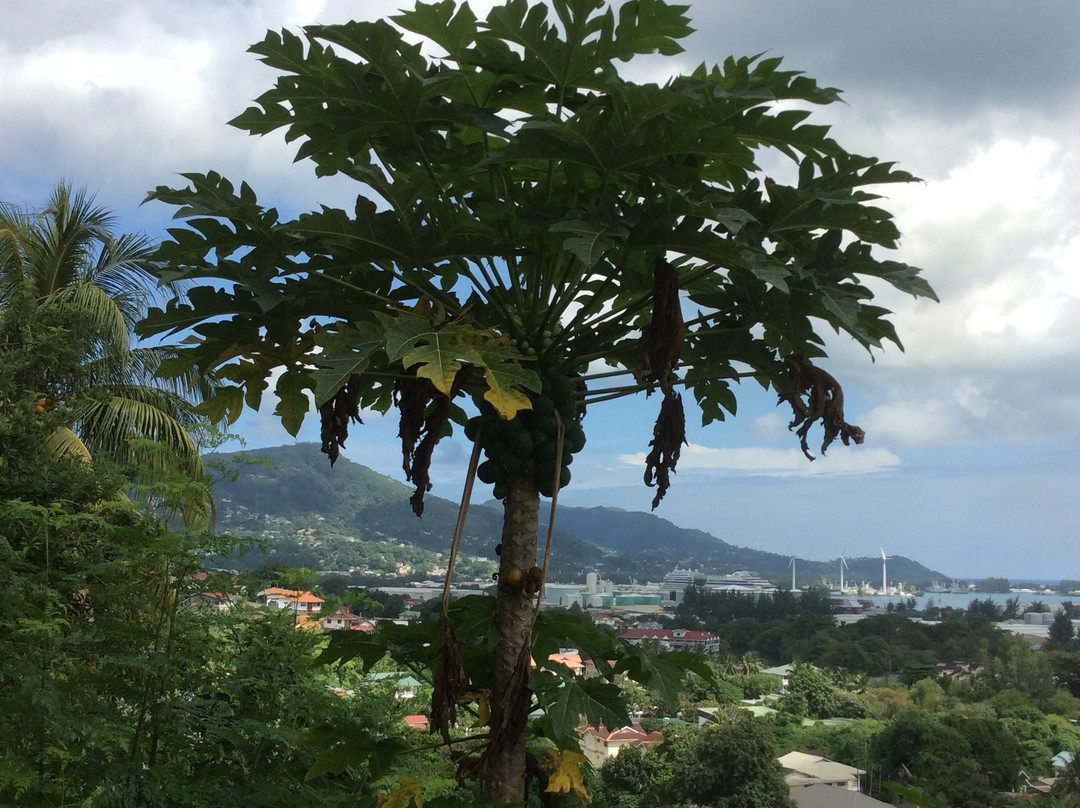 The Ridge Residence主图