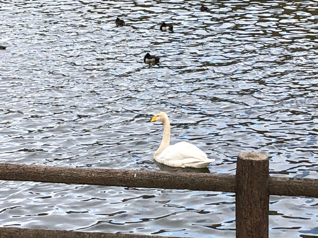 Handa Swamp-太田原市必去景点