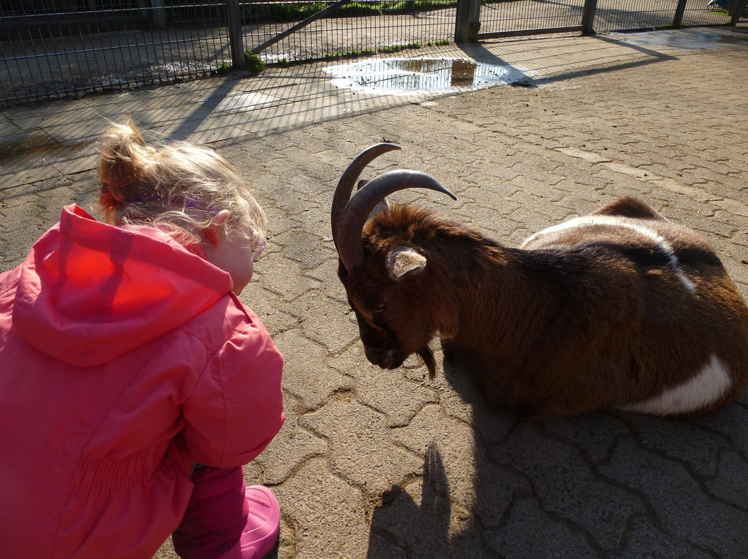 Wildpark Reuschenberg景点图片