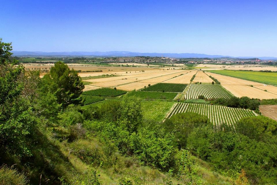 Comptoir de Nissan Les Vignerons du Pays d'Ensérune景点图片