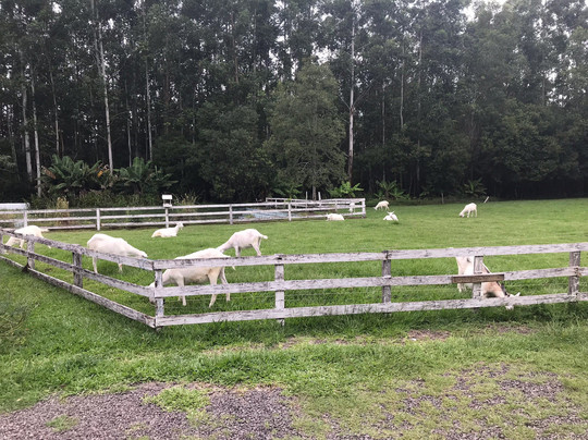 Presidente Lucena旅游景点-Queijaria e Loja Nova Alemanha