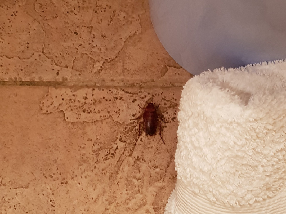 Monitel Koumac主图