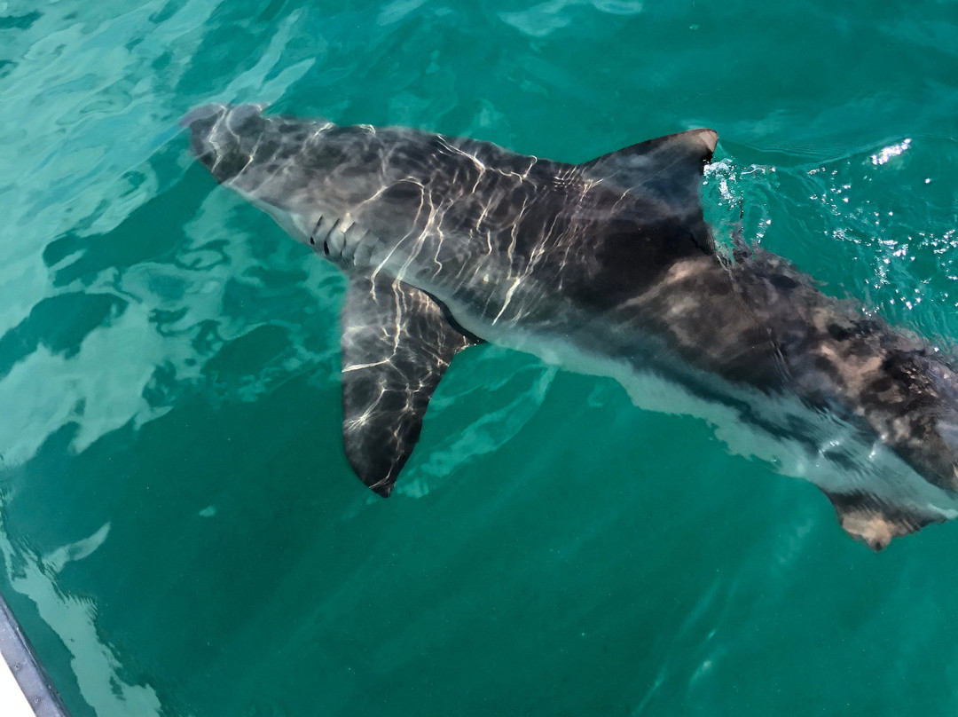 Chas'n Tail Charters-怀系奇岛必去景点