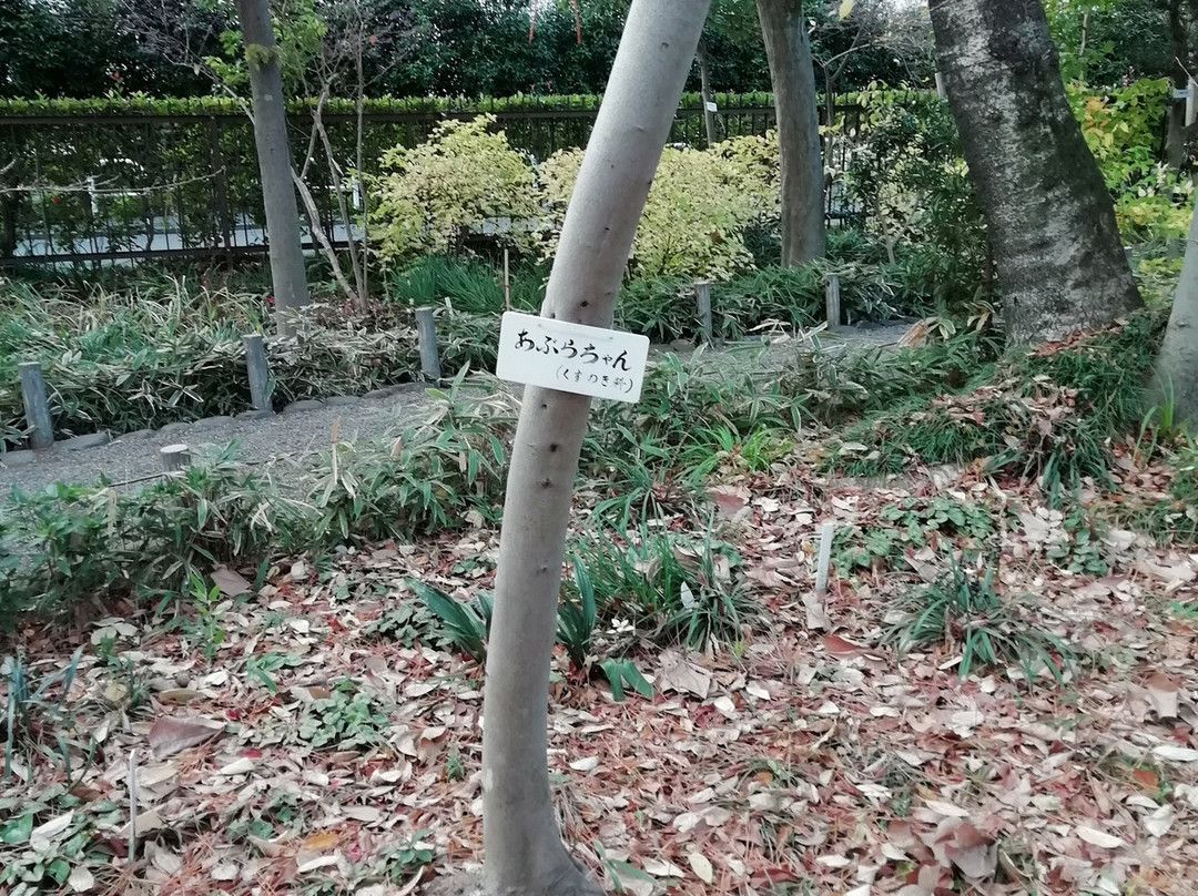 Makino Memorial Garden & Museum景点图片