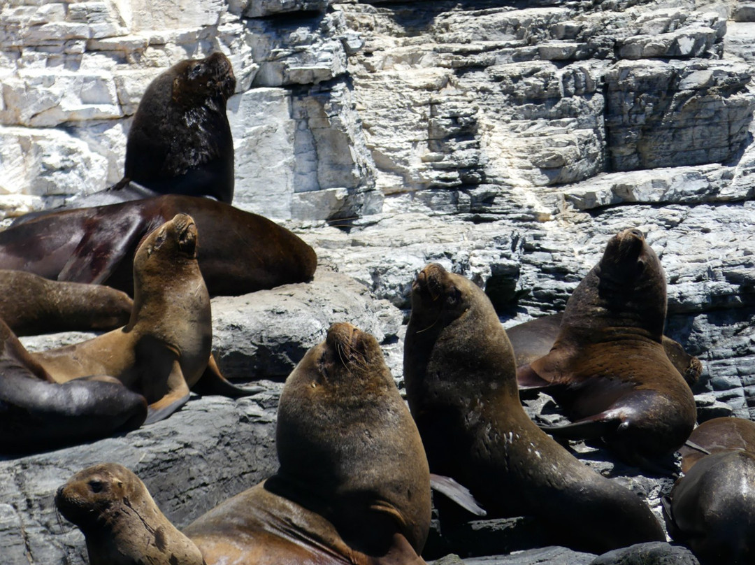 Whale Watching Chile景点图片