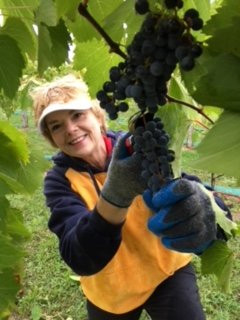 Crooked Vine Vineyard & Winery-Alanson必去景点