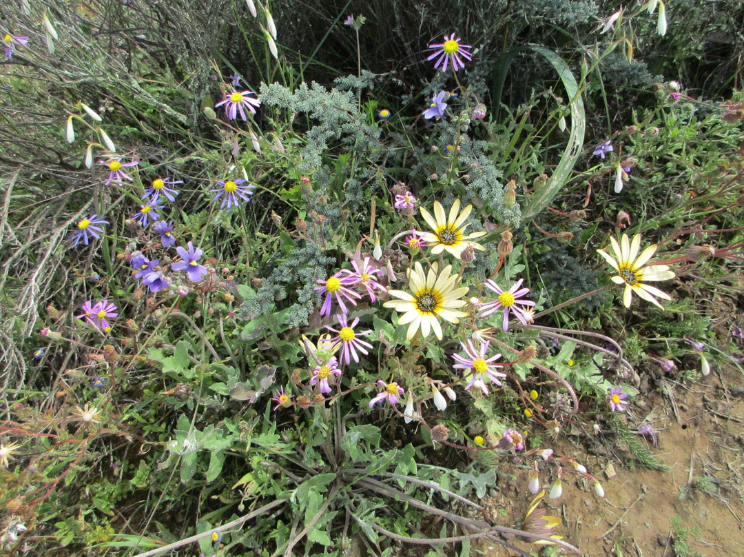 Hantam National Botanical Garden-Nieuwoudtville必去景点