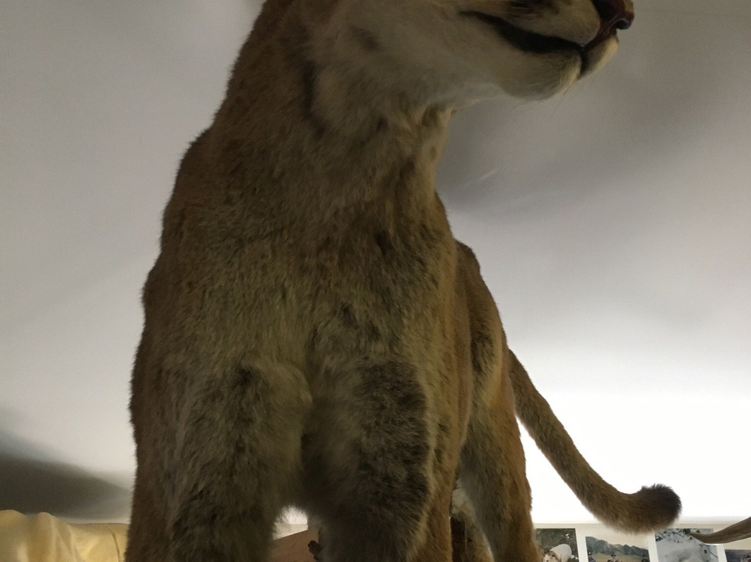 Alpine Taxidermy & Wildlife Museum景点图片