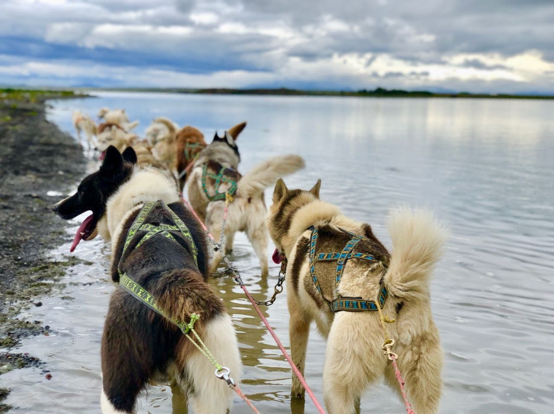 Dogsledding Iceland景点图片
