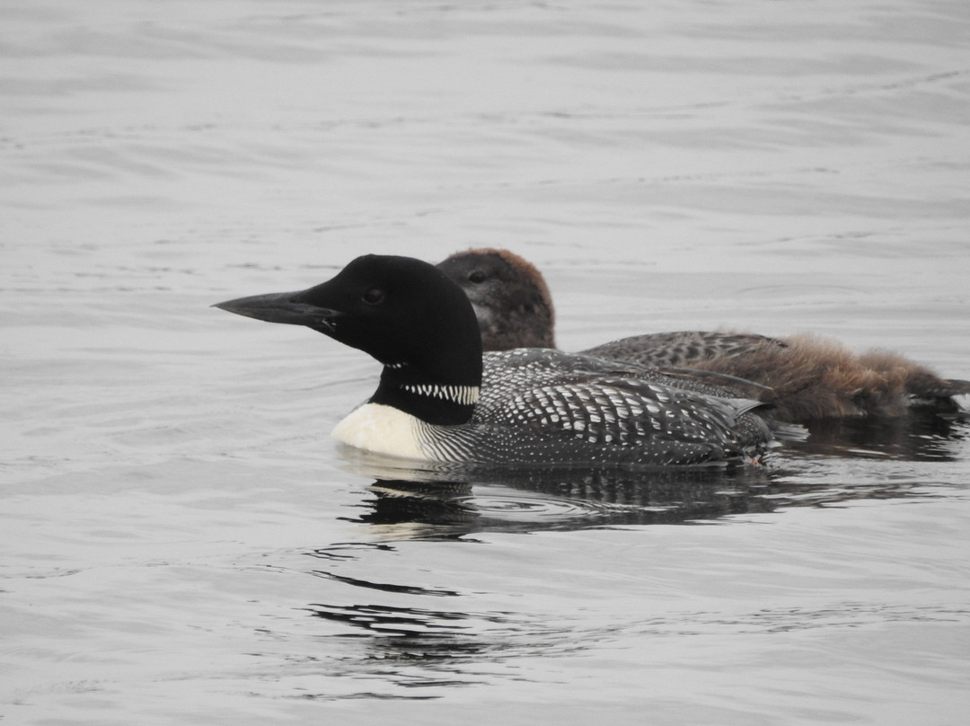 Seney National Wildlife Refuge景点图片