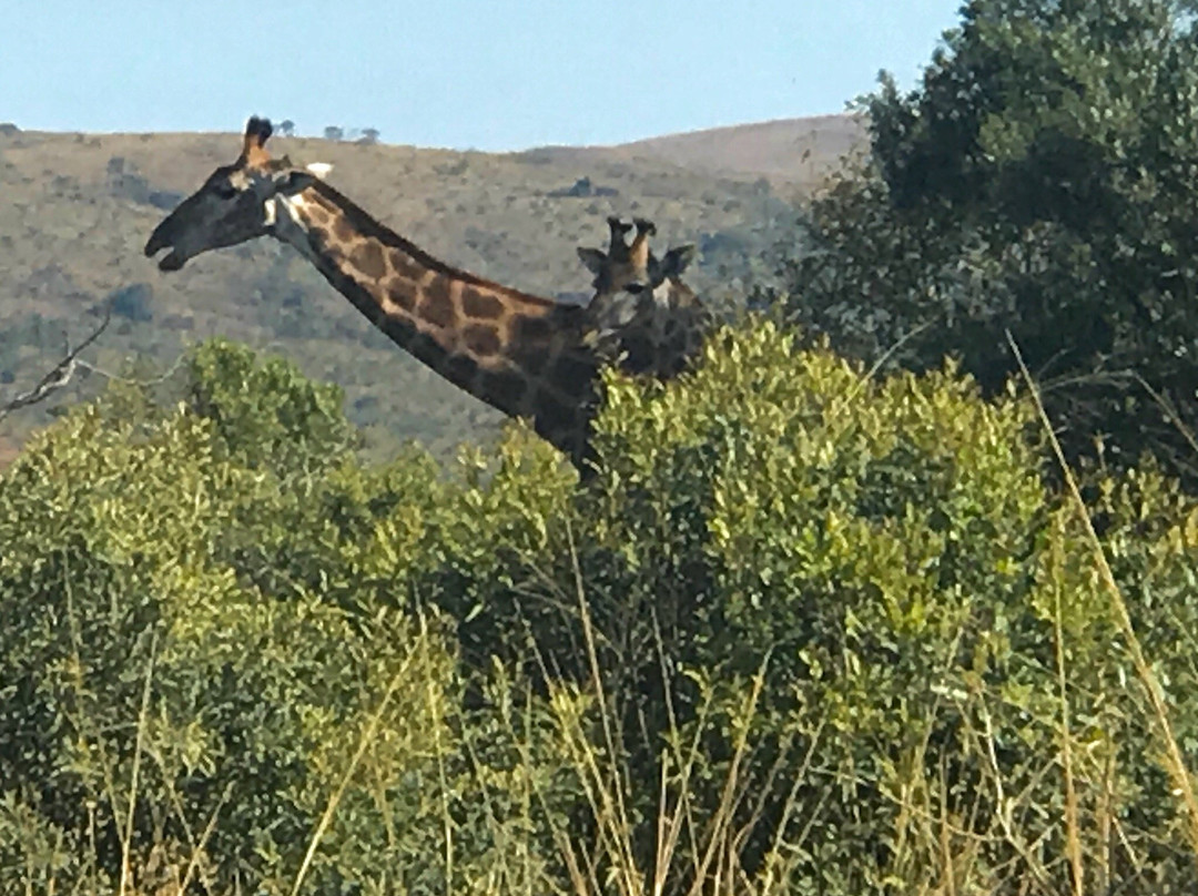 Aloe View Rock Lodge主图