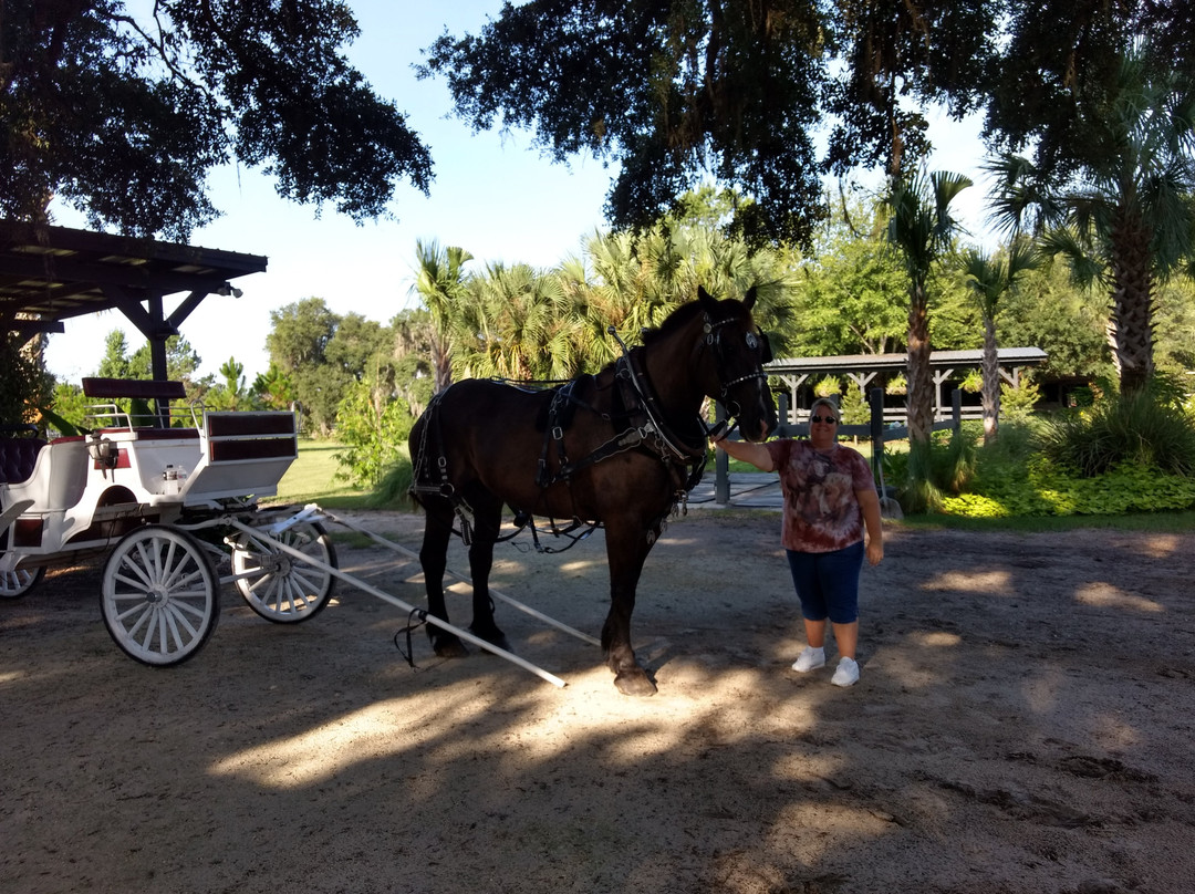 Horse Country Carriage Co & Tours-奥卡拉必去景点