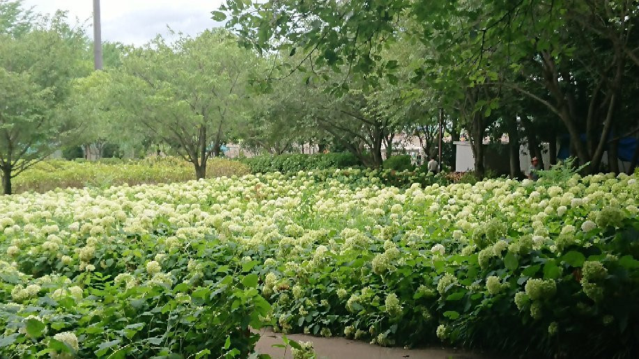 Sagamihara Kita Park景点图片