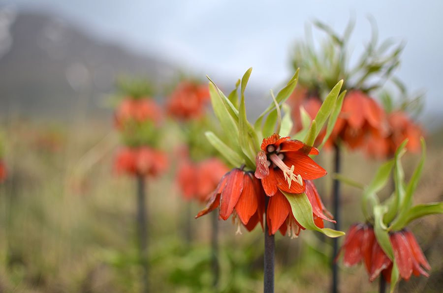 Golestan Kuh-Khansar必去景点
