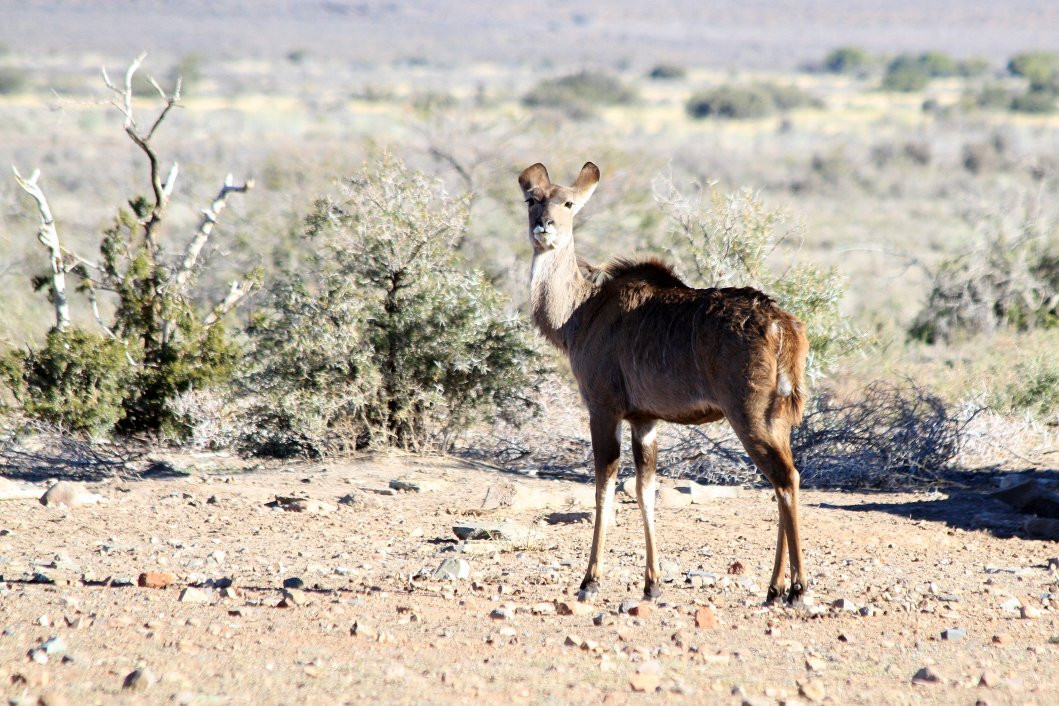 Karoo National Park Unterkunfte主图