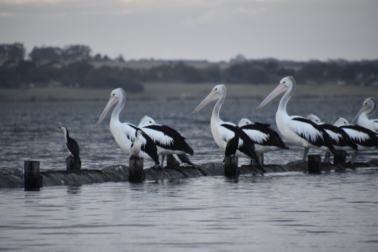Swan Bay-皇后崖必去景点