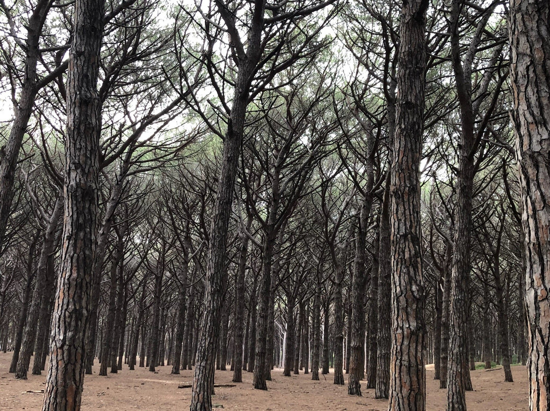 Riserva Naturale Tombolo di Cecina景点图片