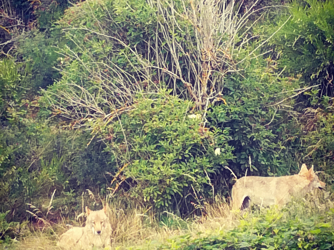 Gites du Parc des Loups du Gevaudan