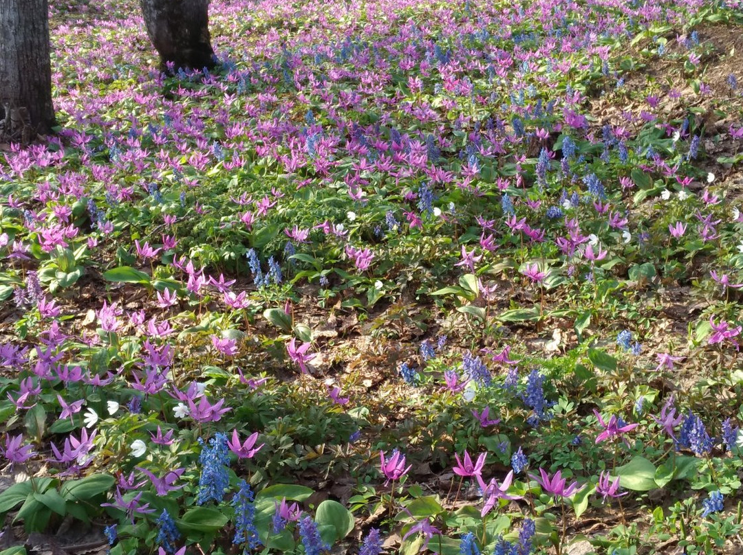 Otokoyama Nature Park-旭川市必去景点