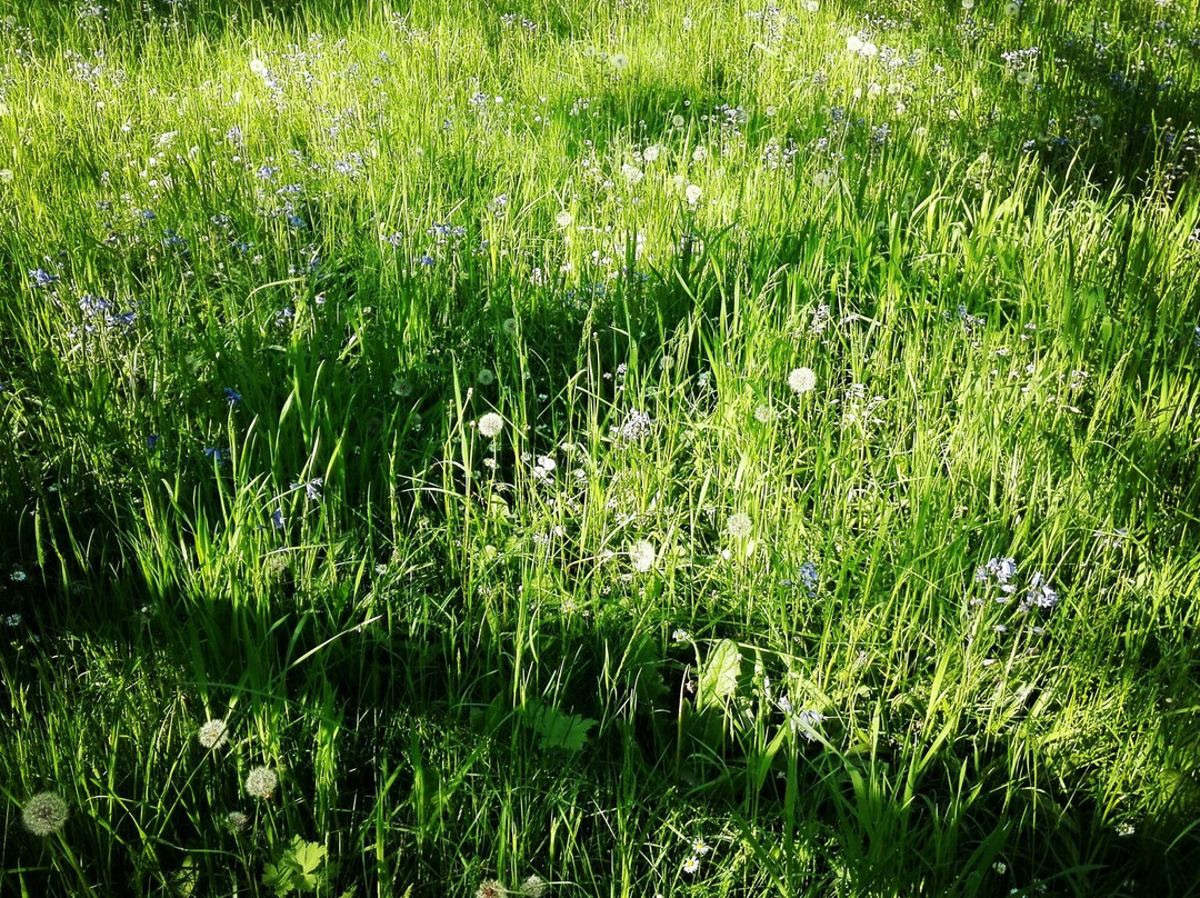 Parc des Chanteraines-Villeneuve-la-Garenne必去景点