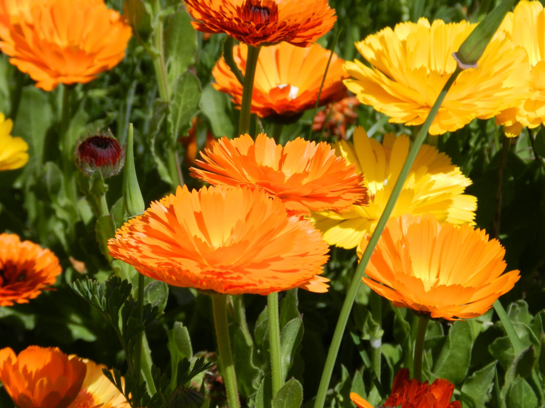 L'Oree du Golfe主图