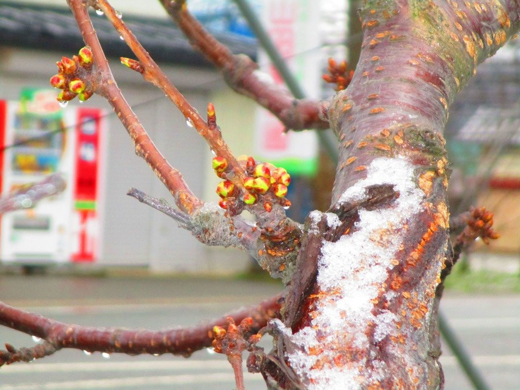 Yamada Orchard-山形市必去景点