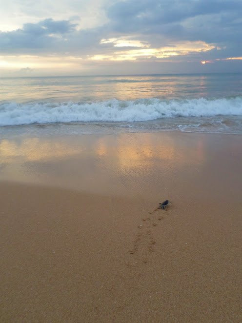 Galbokka Sea Turtle Hatchery景点图片