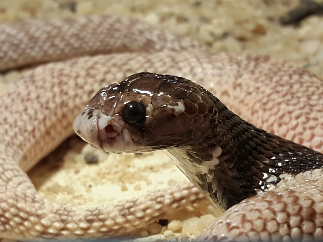 斯瓦科普蒙德旅游景点-Snake Park