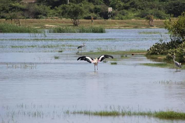 Elegant Safari-Hambantota必去景点