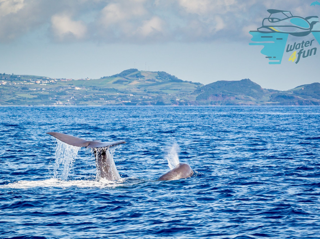 Water4fun - Whale Watching Terceira island-亚速尔群岛英雄港中心区必去景点
