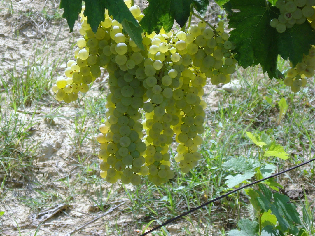 Fattoria La Tancia - LA TANCIA WINERY景点图片