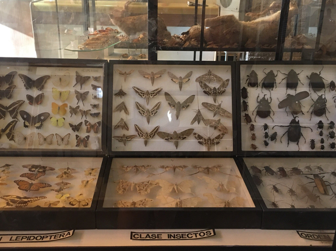 Museo de Ciencia Natural-圣拉斐尔必去景点