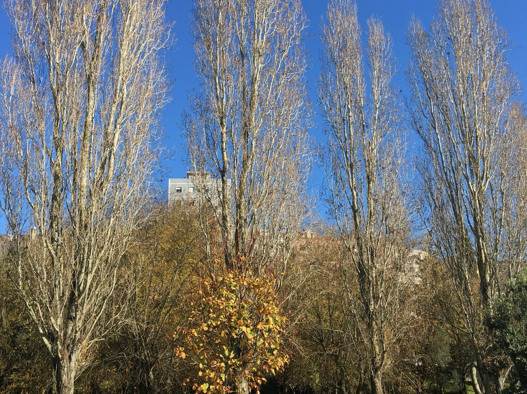 Felicio Loureiro Urban Park景点图片
