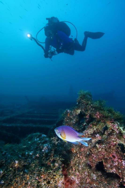Azores Low Dive-蓬塔德尔加达必去景点