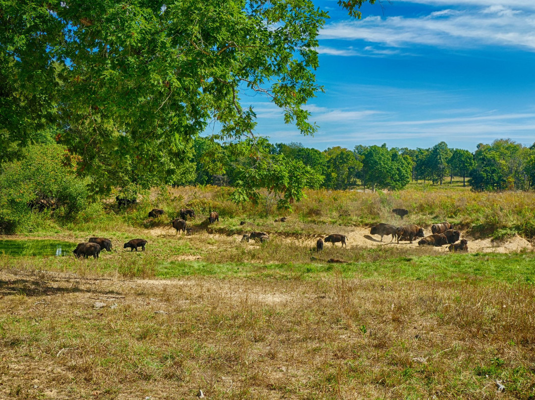 The Elk and Bison Prairie-Golden Pond必去景点