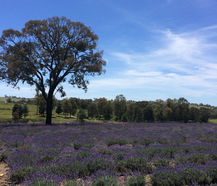 Herbicos Lavender Farm景点图片