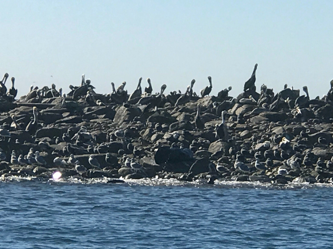 Isla San Jorge-佩纳斯科港必去景点