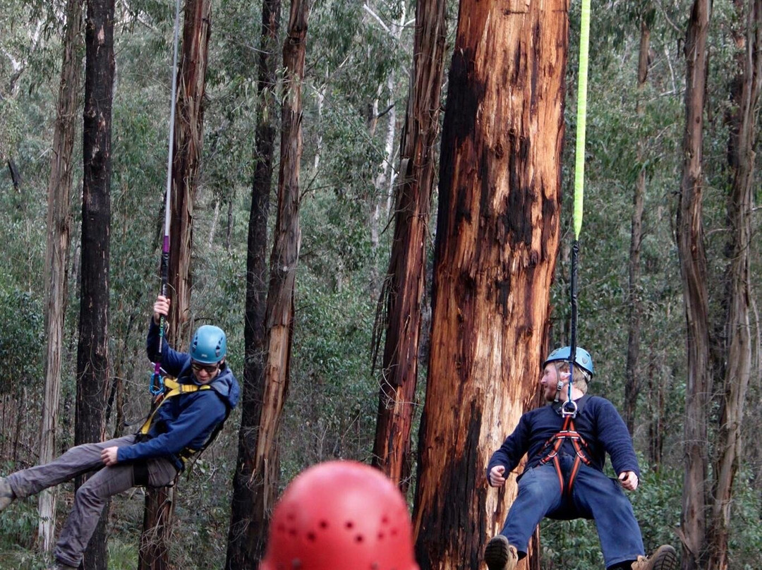 Kinglake Forest Adventures-Kinglake必去景点