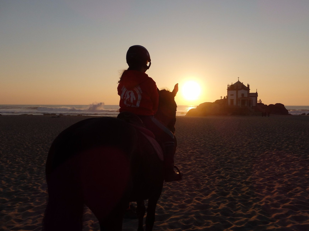School Horses Centro de Equitacao de Valadares-Valadares必去景点