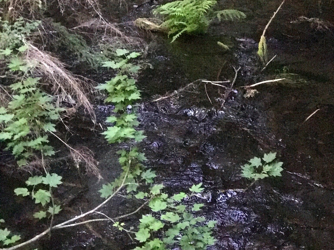 Silver Springs Campground-Enumclaw必去景点