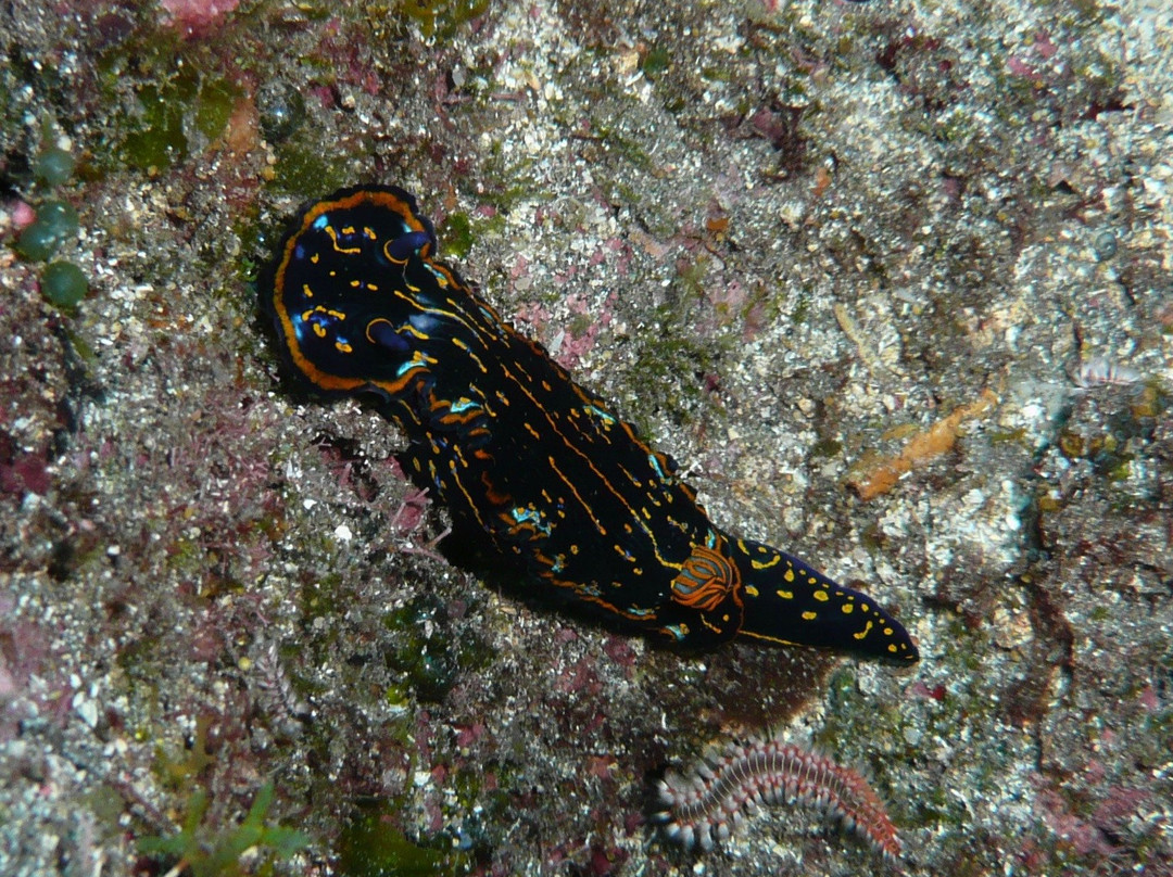 Santo Antao Scuba Diving-Santo Antao必去景点