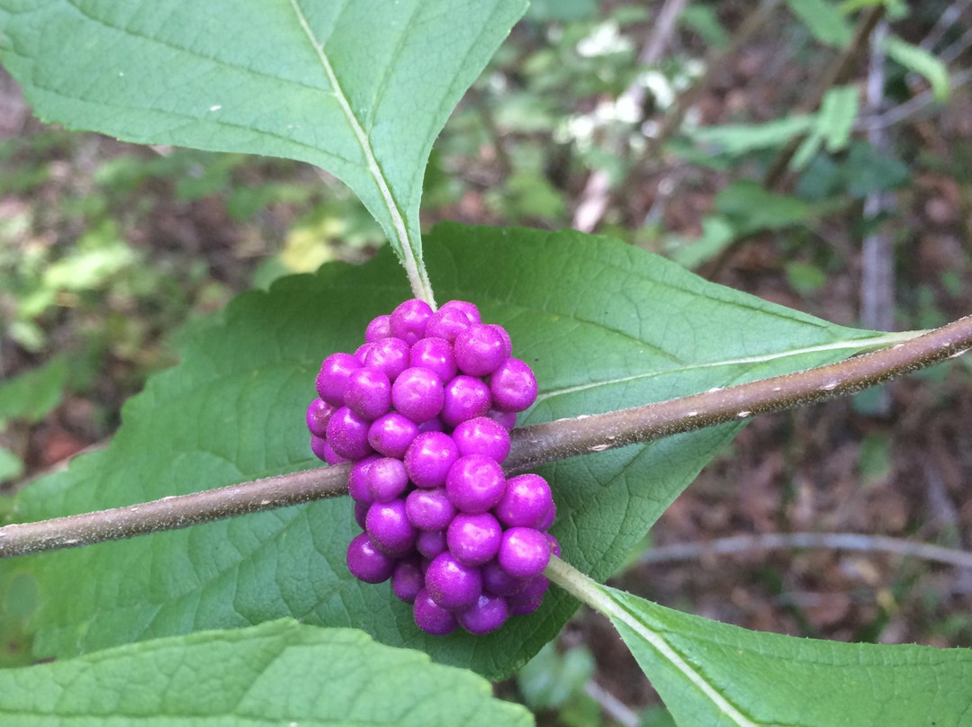 Oak Hammock Park-圣露西港必去景点
