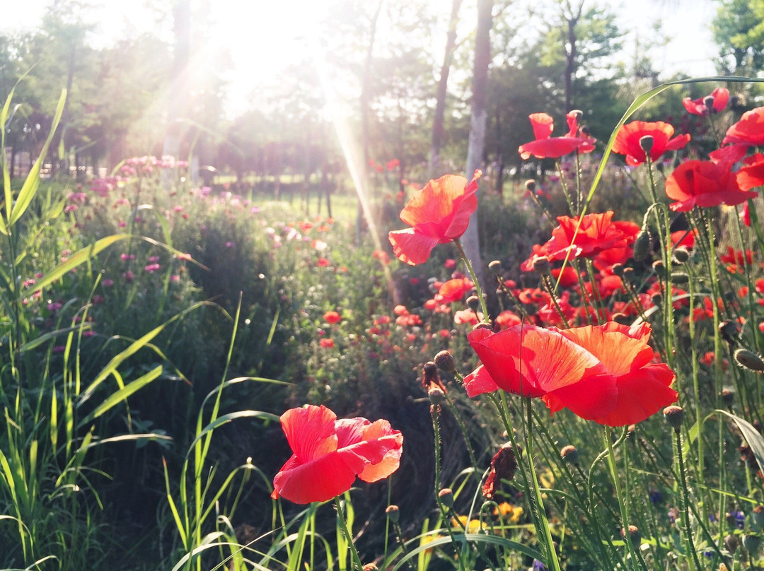 东滩湿地公园-崇明县必去景点