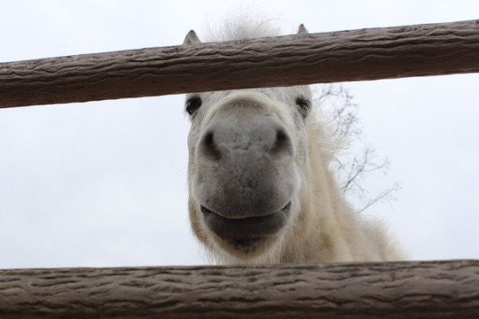 Nomauma Highland-今治市必去景点