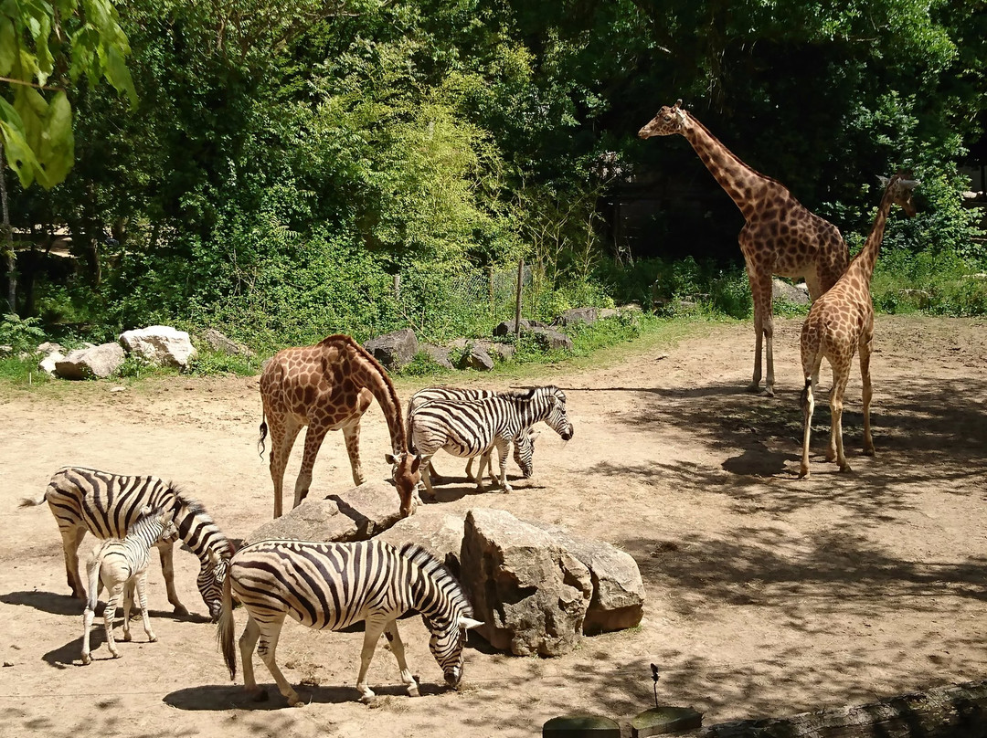 Touroparc Zoo景点图片