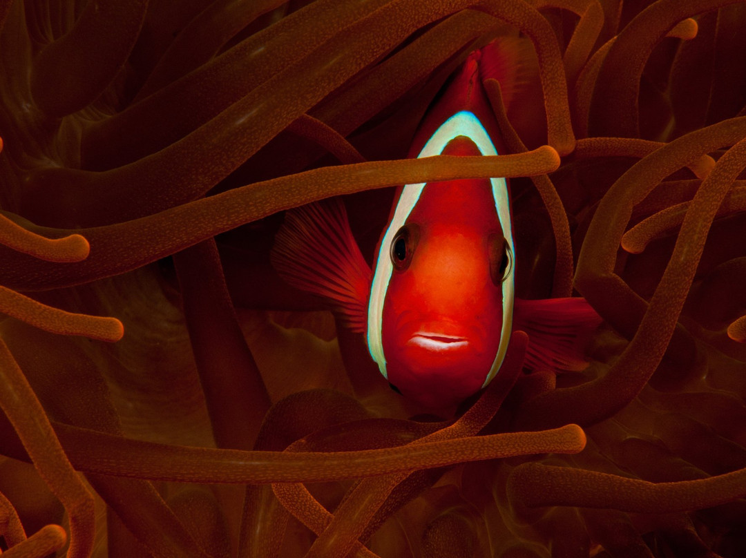 Scuba Ventures-Kavieng必去景点