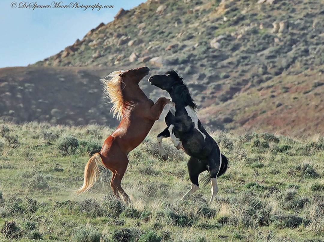 Cody Wyoming Adventures-Wapiti必去景点