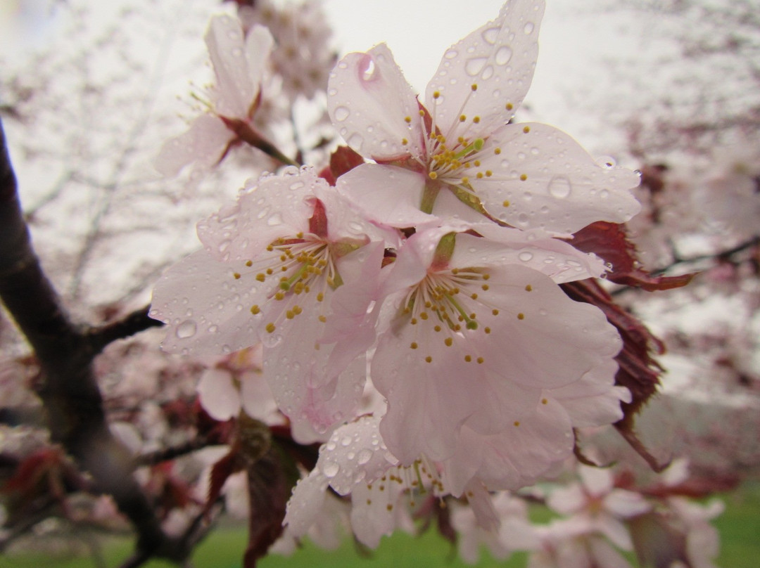 Yushun Sakura Road-浦河町必去景点