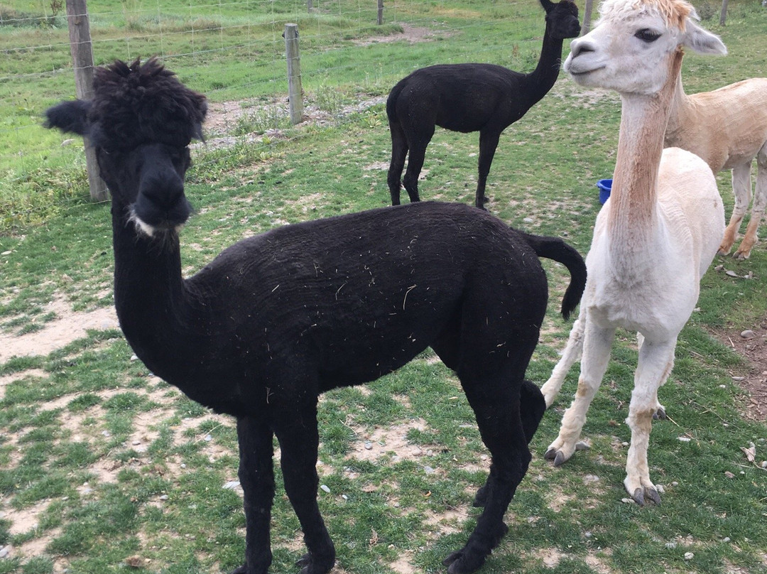 Alpaca Walks景点图片